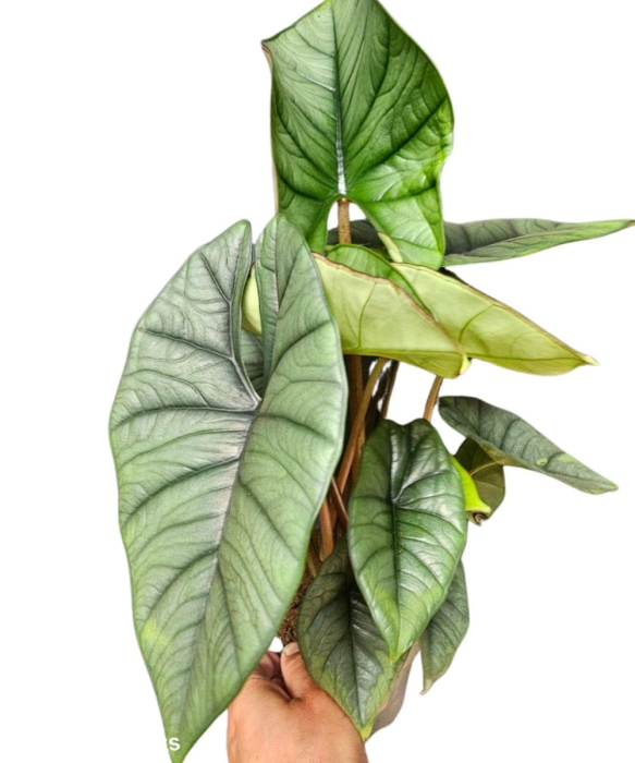 Alocasia Platinum - XL