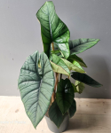 Alocasia Platinum - XL