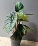 Alocasia Platinum - XL