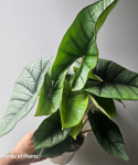 Alocasia Platinum - XL