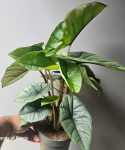 Alocasia Platinum - XL