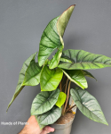 Alocasia Platinum - XL
