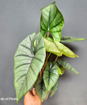 Alocasia Platinum - XL