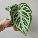 Anthurium Super Silver Blush