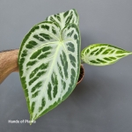 Anthurium Super Silver Blush
