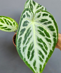 Anthurium Super Silver Blush