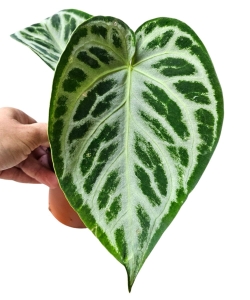 Anthurium Super Silver Blush 