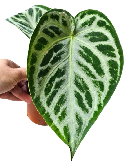 Anthurium Super Silver Blush