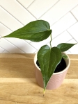 Anthurium Delta Force