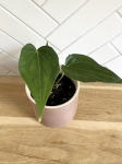 Anthurium Delta Force