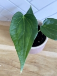 Anthurium Delta Force