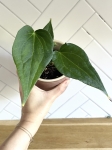 Anthurium Delta Force