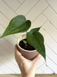 Anthurium Delta Force