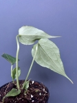 Anthurium Delta Force