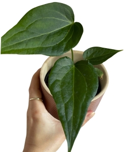 Anthurium Delta Force