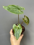 Anthurium papillilaminum