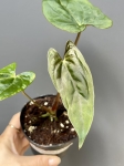 Anthurium papillilaminum