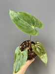 Anthurium papillilaminum