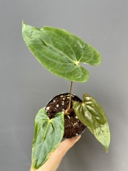 Anthurium papillilaminum x