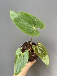 Anthurium papillilaminum x