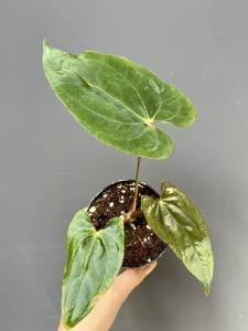 Anthurium papillilaminum x