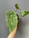 Anthurium papillilaminum