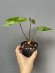 Anthurium papillilaminum