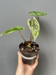 Anthurium papillilaminum