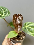 Anthurium Fort Sherman x DocBlock