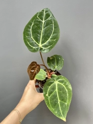 Anthurium Fort Sherman x DocBlock