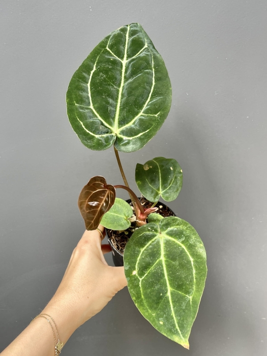 Anthurium Fort Sherman x DocBlock