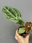 Anthurium Fort Sherman x DocBlock