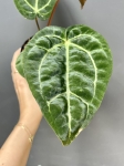 Anthurium Fort Sherman x DocBlock