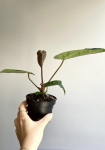 Anthurium Fort Sherman x DocBlock