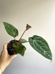 Anthurium Fort Sherman x DocBlock
