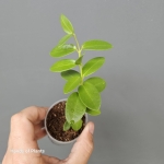 Hoya cumingiana S