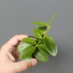Hoya cumingiana S
