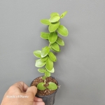 Hoya cumingiana M