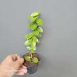 Hoya cumingiana M