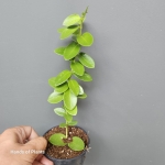Hoya cumingiana M