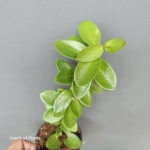 Hoya cumingiana M