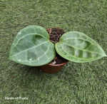 Hoya Sarawak Cream
