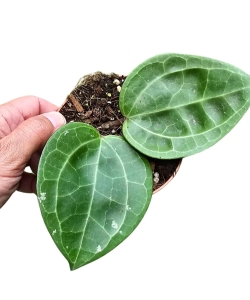 Hoya Sarawak Cream