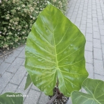 Alocasia Imperial Red L
