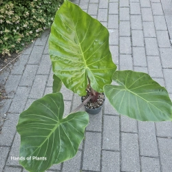 Alocasia Imperial Red L