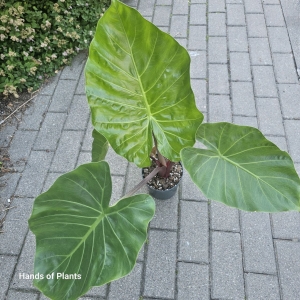 Alocasia Imperial Red L