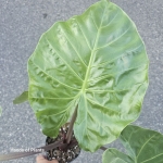 Alocasia Imperial Red L