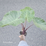 Alocasia Imperial Red L