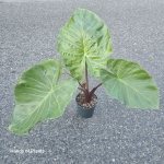 Alocasia Imperial Red L