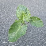 Alocasia Imperial Red L